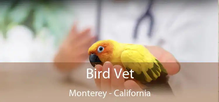 Bird Vet Monterey - California