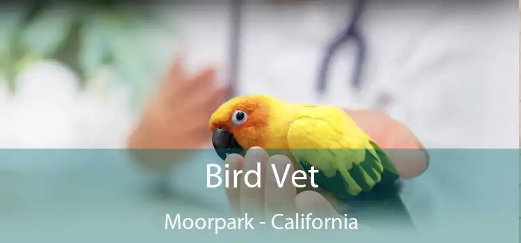 Bird Vet Moorpark - California