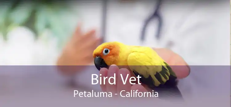 Bird Vet Petaluma - California