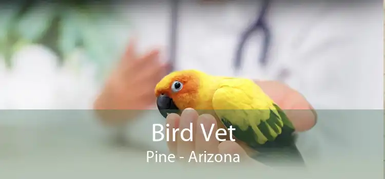 Bird Vet Pine - Arizona