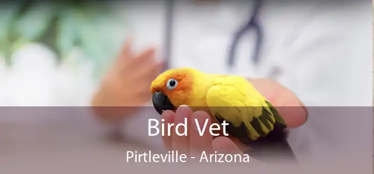 Bird Vet Pirtleville - Arizona