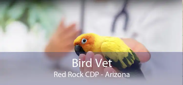 Bird Vet Red Rock CDP - Arizona