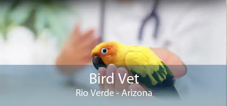 Bird Vet Rio Verde - Arizona