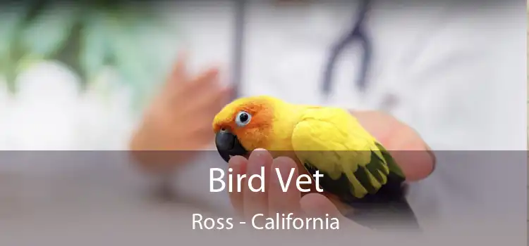 Bird Vet Ross - California