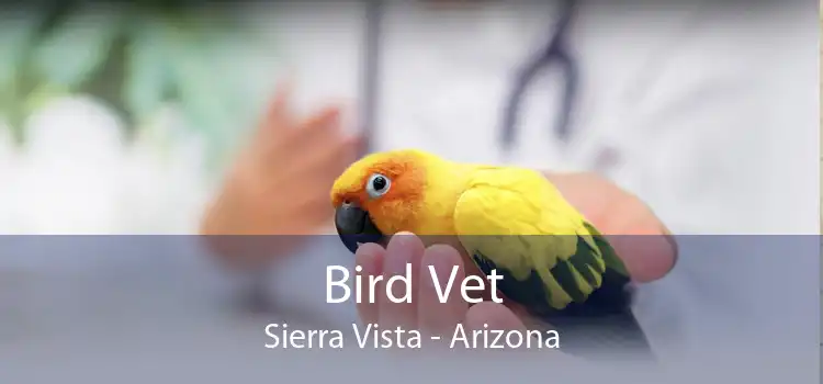 Bird Vet Sierra Vista - Arizona