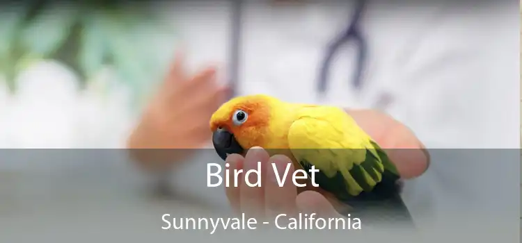 Bird Vet Sunnyvale - California
