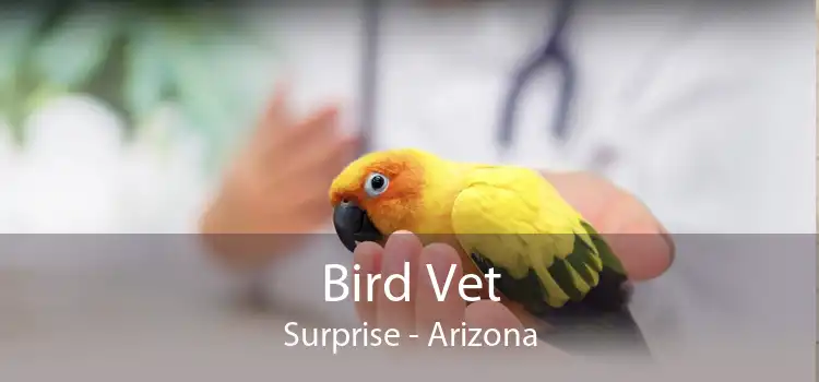 Bird Vet Surprise - Arizona
