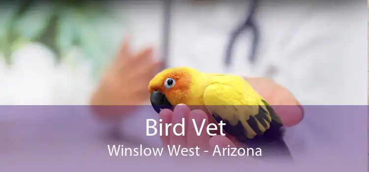 Bird Vet Winslow West - Arizona
