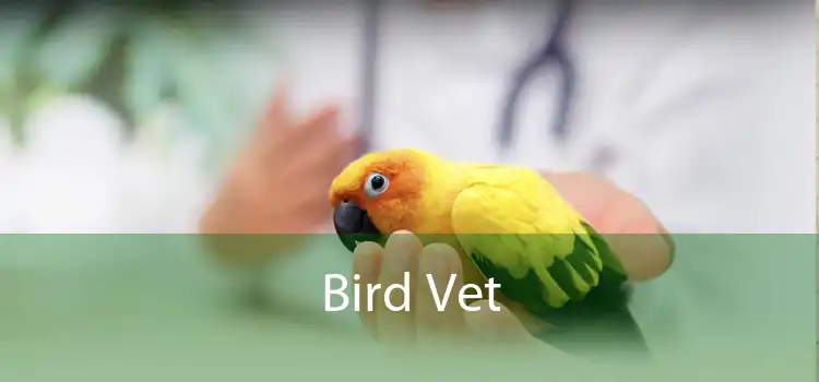 Bird Vet