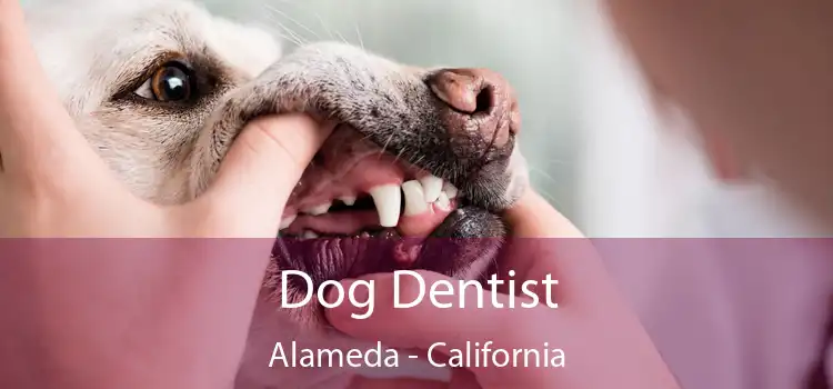 Dog Dentist Alameda - California