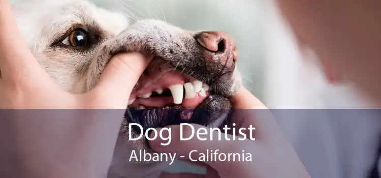 Dog Dentist Albany - California