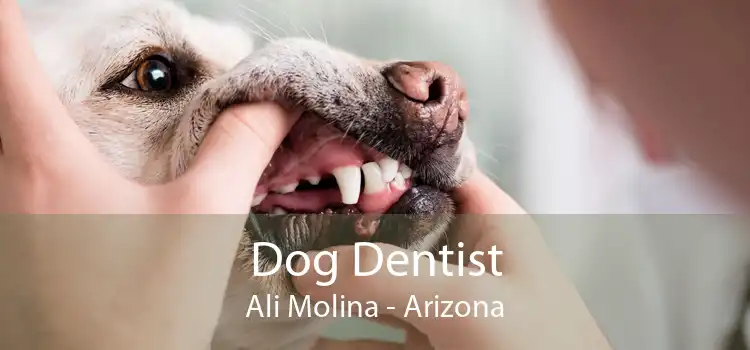 Dog Dentist Ali Molina - Arizona