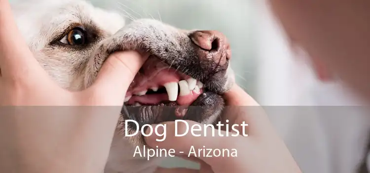 Dog Dentist Alpine - Arizona