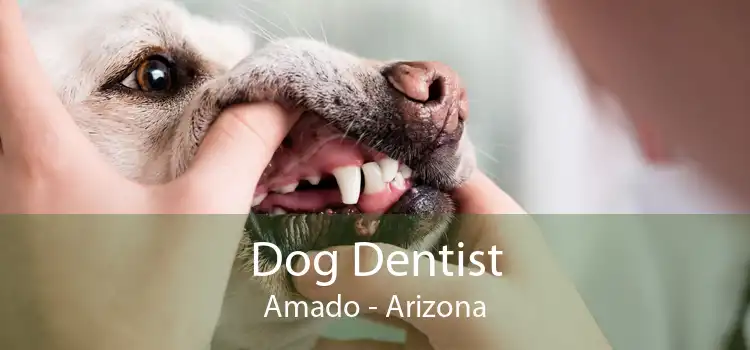 Dog Dentist Amado - Arizona