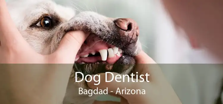 Dog Dentist Bagdad - Arizona