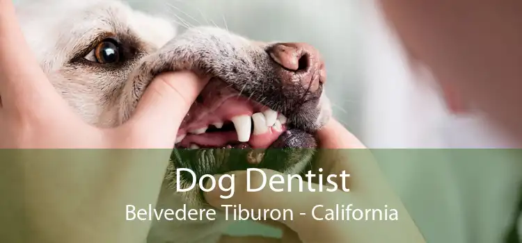Dog Dentist Belvedere Tiburon - California