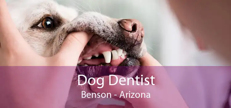 Dog Dentist Benson - Arizona
