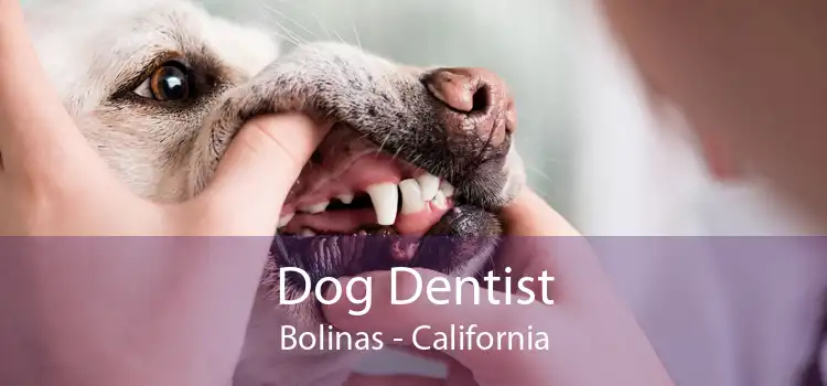 Dog Dentist Bolinas - California
