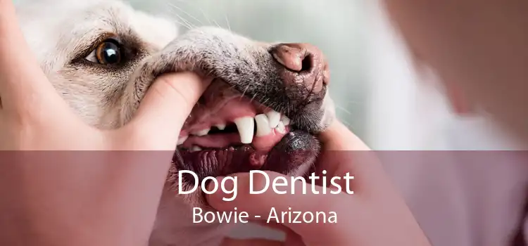 Dog Dentist Bowie - Arizona