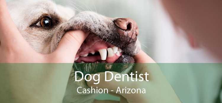 Dog Dentist Cashion - Arizona