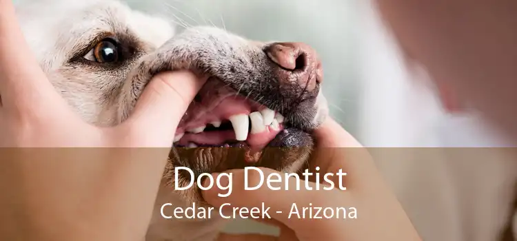 Dog Dentist Cedar Creek - Arizona