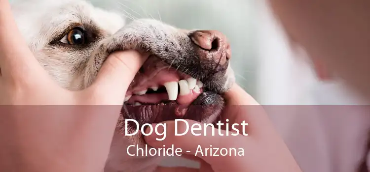 Dog Dentist Chloride - Arizona