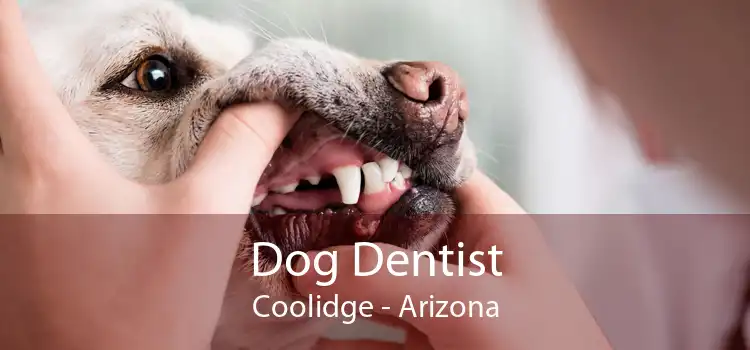 Dog Dentist Coolidge - Arizona