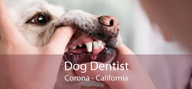 Dog Dentist Corona - California