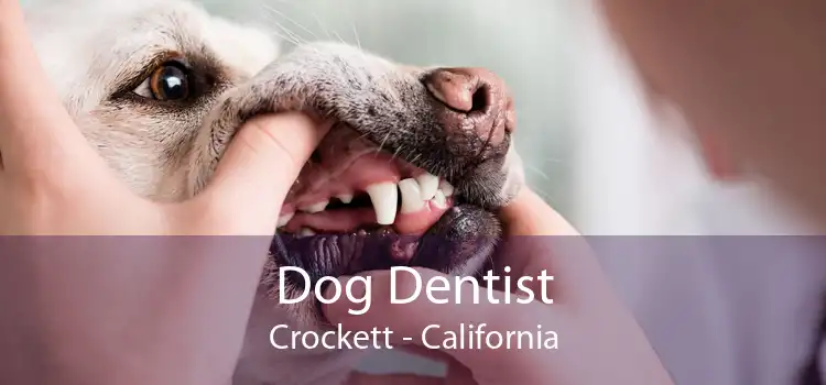 Dog Dentist Crockett - California