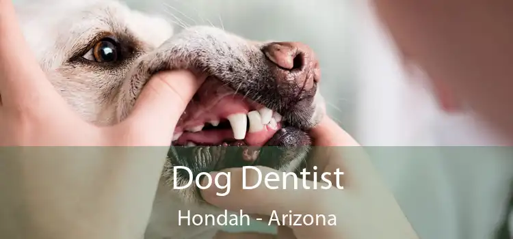 Dog Dentist Hondah - Arizona