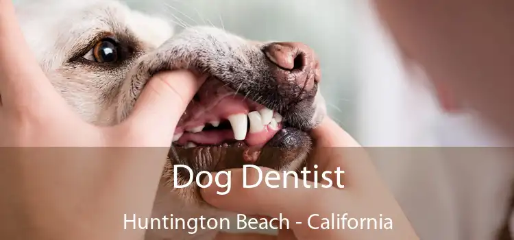 Dog Dentist Huntington Beach - California