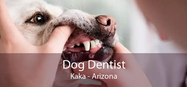 Dog Dentist Kaka - Arizona