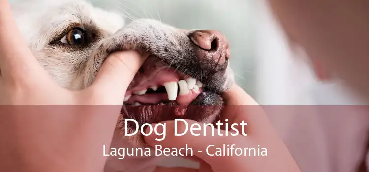 Dog Dentist Laguna Beach - California