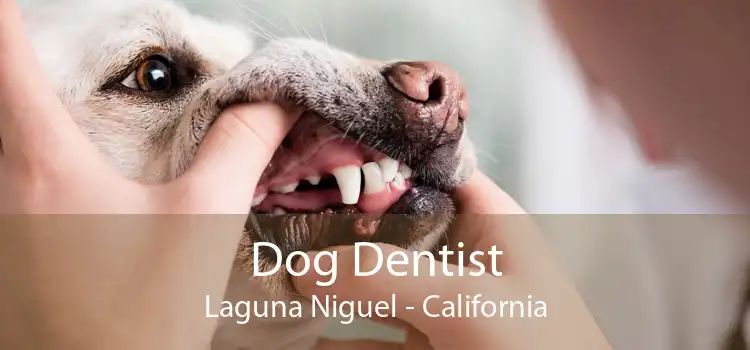 Dog Dentist Laguna Niguel - California