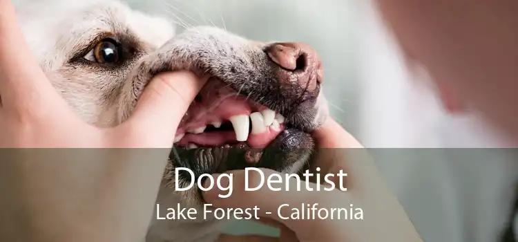 Dog Dentist Lake Forest - California