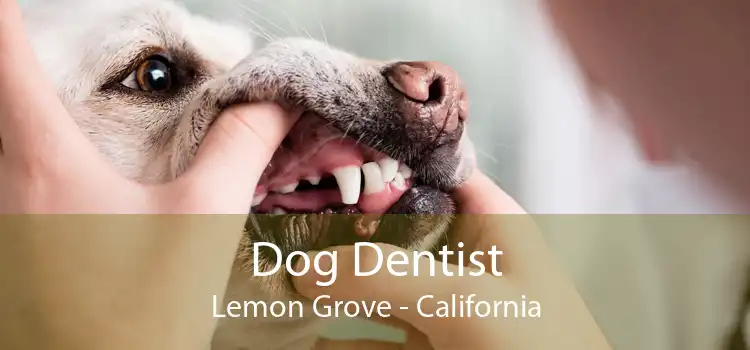 Dog Dentist Lemon Grove - California