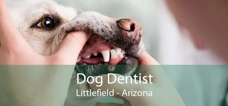 Dog Dentist Littlefield - Arizona