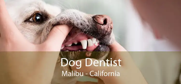 Dog Dentist Malibu - California