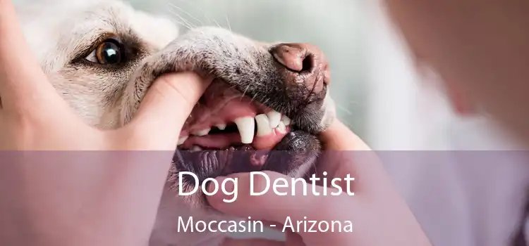 Dog Dentist Moccasin - Arizona