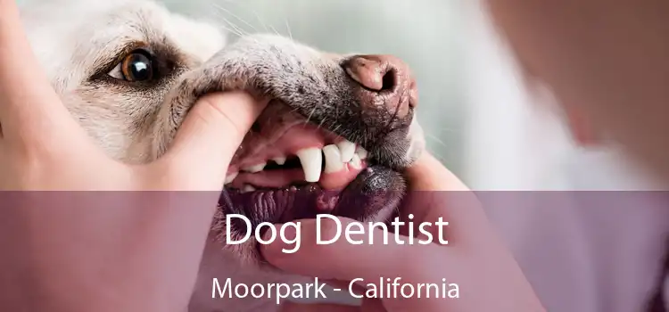 Dog Dentist Moorpark - California
