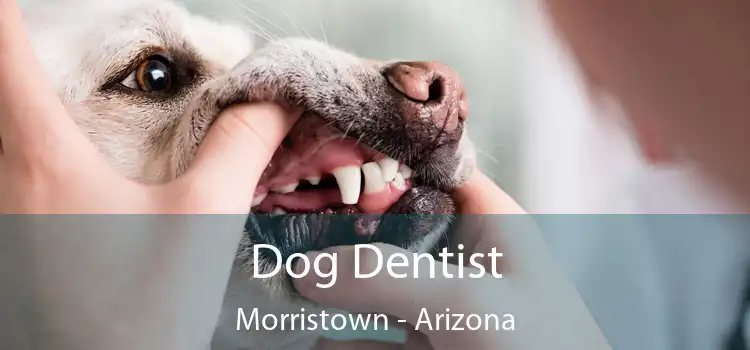 Dog Dentist Morristown - Arizona