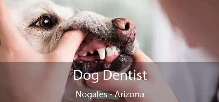 Dog Dentist Nogales - Arizona