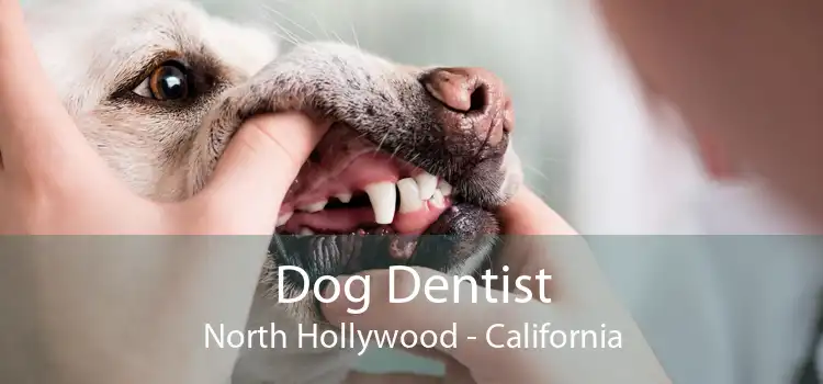 Dog Dentist North Hollywood - California