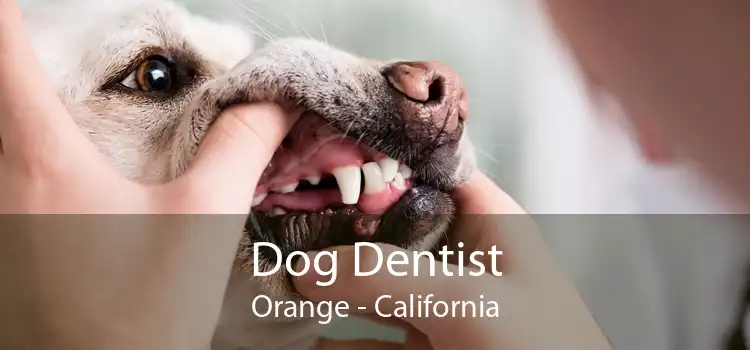 Dog Dentist Orange - California