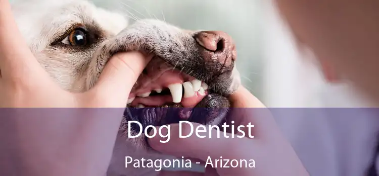 Dog Dentist Patagonia - Arizona