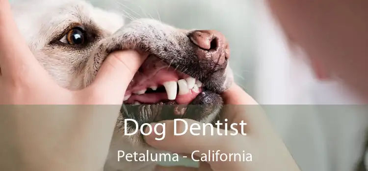 Dog Dentist Petaluma - California