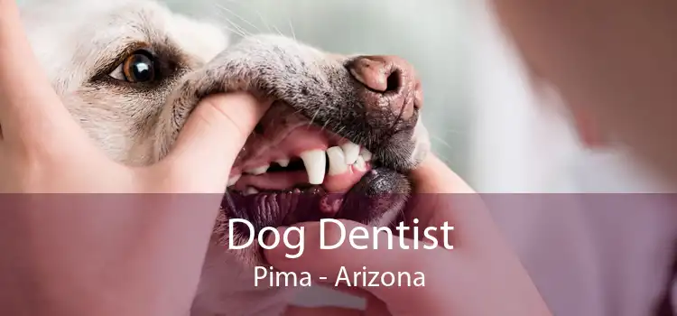 Dog Dentist Pima - Arizona