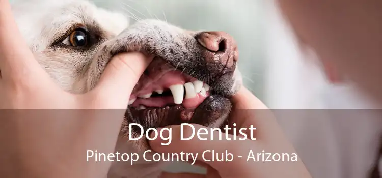 Dog Dentist Pinetop Country Club - Arizona