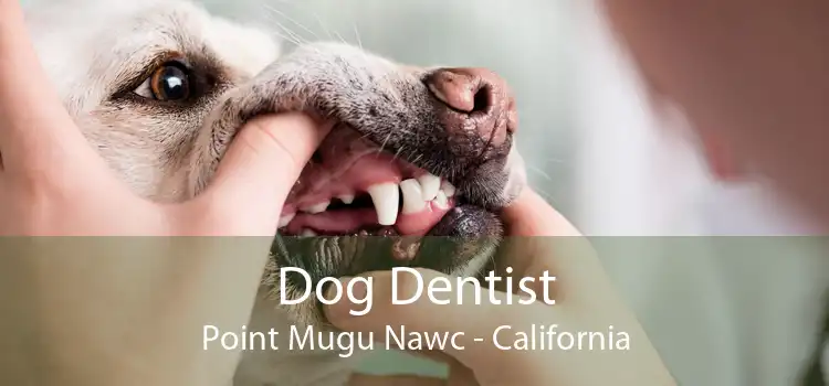 Dog Dentist Point Mugu Nawc - California
