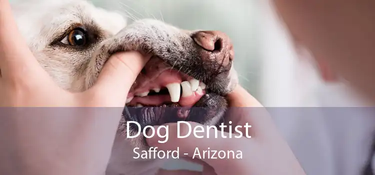 Dog Dentist Safford - Arizona